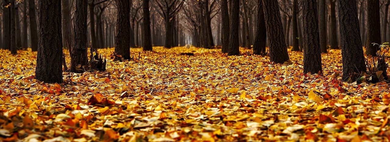 紅葉、高校理科・生物で習うエチレンの効果による落葉
