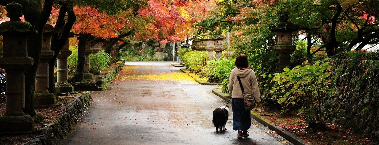 紅葉、2017年の見ごろは?