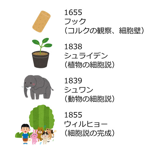 細胞の発見の歴史まとめ