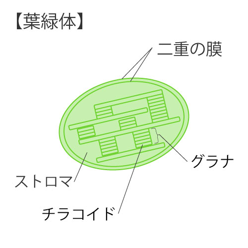 細胞の構造③葉緑体