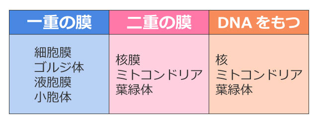 細胞小器官のうち、二重の膜(二重膜)をもつもの、独自のDNAを持つものの表