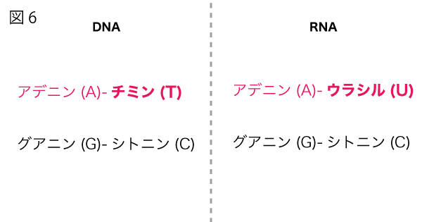 DNAとRNAのヌクレオチドにおける相補的に結合する塩基対の違い