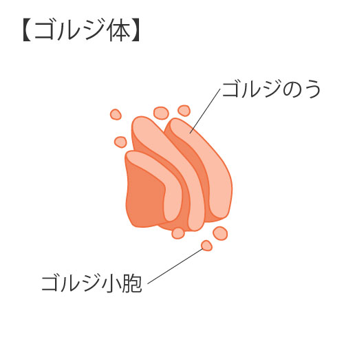細胞の構造④ゴルジ体