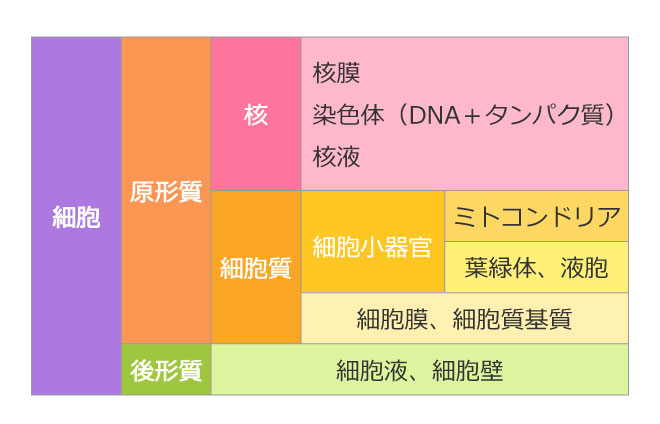 細胞の構造、高形質と原形質など