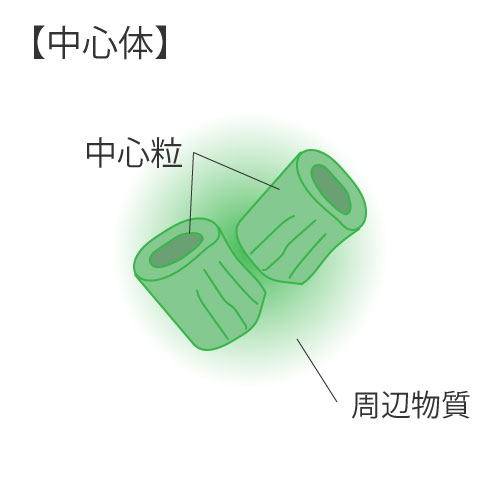 細胞の構造⑤中心体