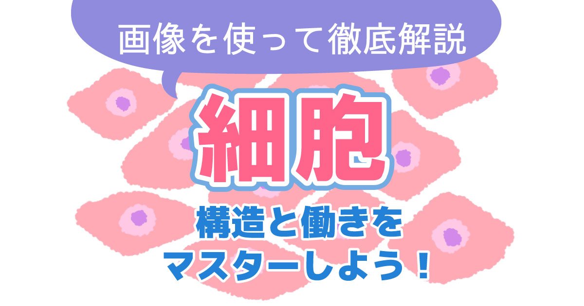細胞の構造と働きをマスターしよう!【画像を使って徹底解説】