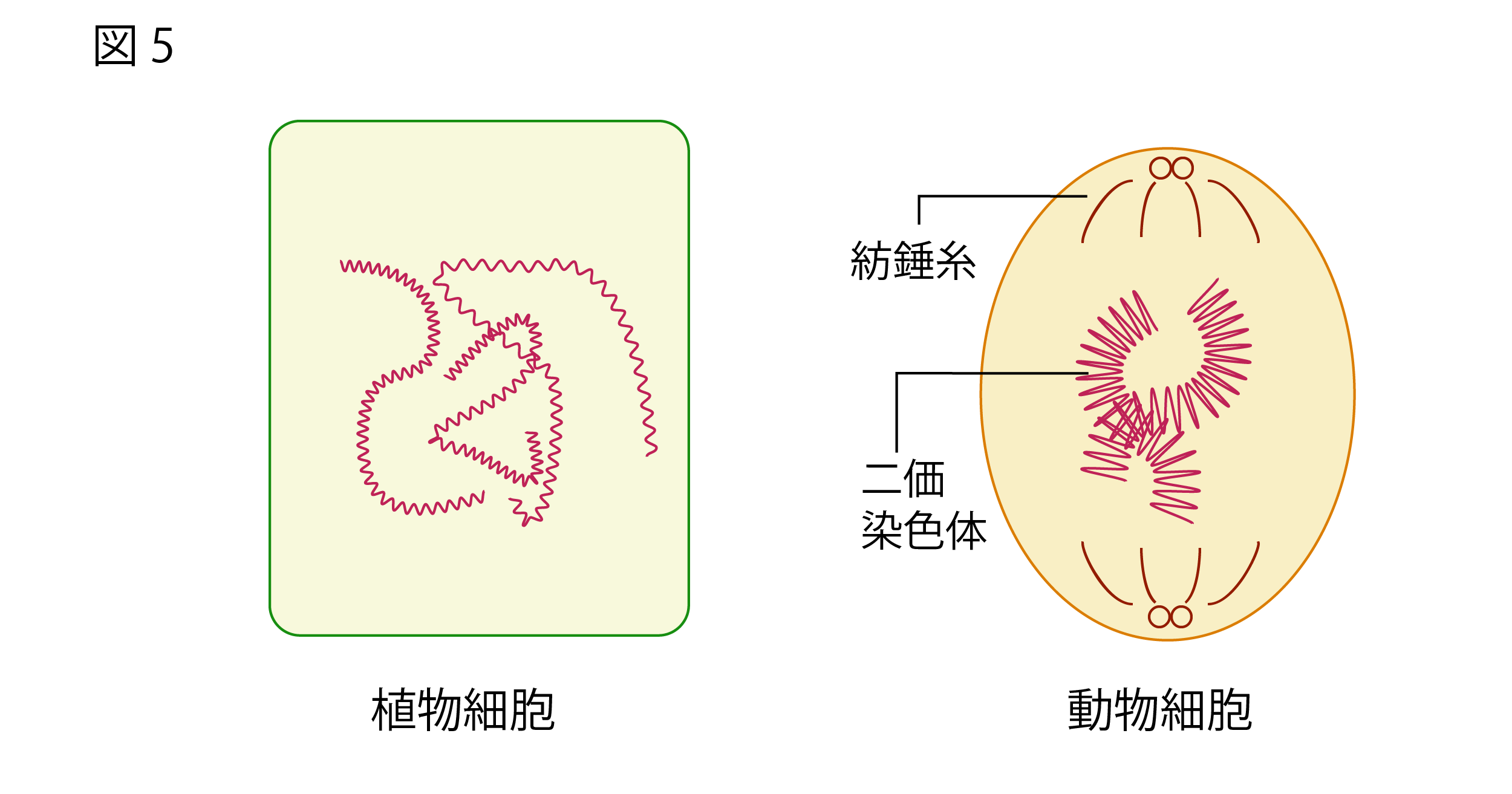 第一分裂前期