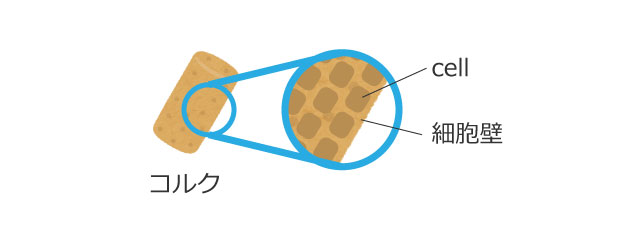 フックによる細胞(cell)の発見