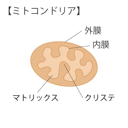 細胞の構造②ミトコンドリア