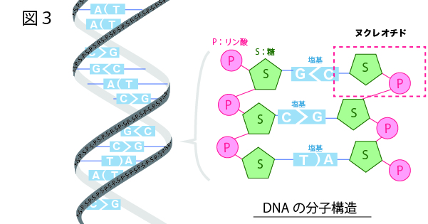 DNAのヌクレオチドと二重らせん構造