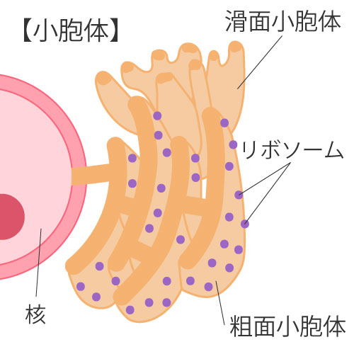 細胞の構造⑥小胞体