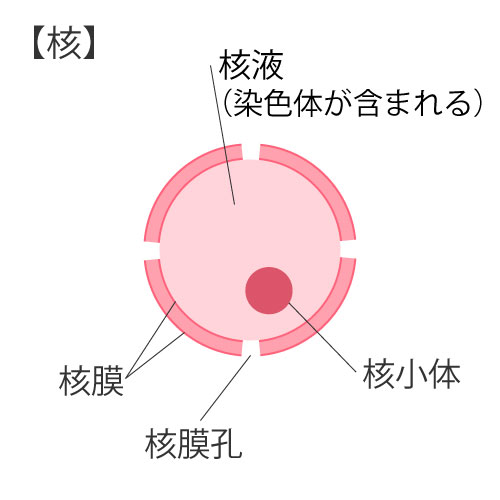 細胞の構造①核