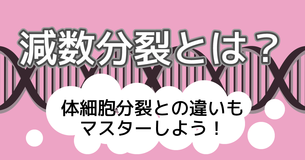 減数分裂アイキャッチ画像