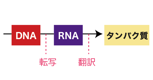 タンパク質の合成のセントラルドグマの図(転写、翻訳)