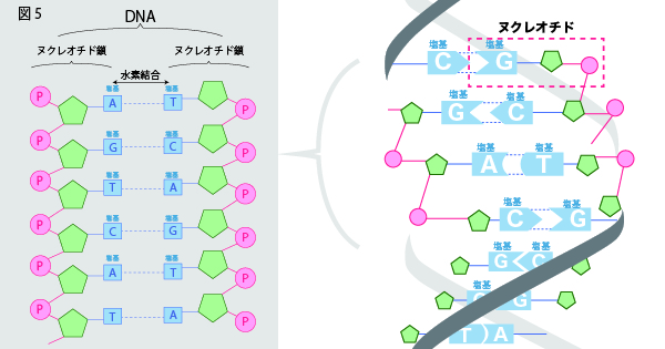 DNAの構造を徹底解説!~塩基の種類から発見の歴史まで~⑤ヌクレオチド鎖