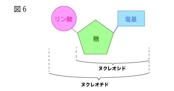 DNAの構造を徹底解説!~塩基の種類から発見の歴史まで~⑥ヌクレオチドとヌクレオシドの違い