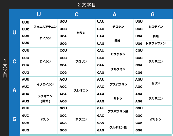 タンパク質の合成におけるアミノ酸の配列とタンパク質の種類(コドン表)