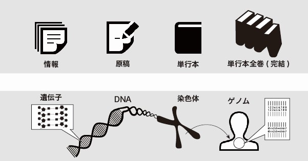 DNAの構造を徹底解説!~塩基の種類から発見の歴史まで~②DNA、染色体、ゲノムの関係