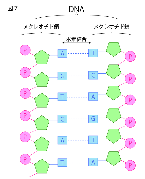DNAの構造を徹底解説!~塩基の種類から発見の歴史まで~⑦ヌクレオチドの塩基