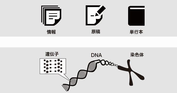 DNAの構造を徹底解説!~塩基の種類から発見の歴史まで~①DNA、染色体の関係