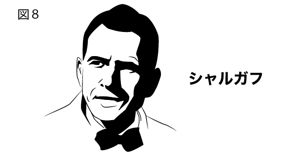 DNAの構造を徹底解説!~塩基の種類から発見の歴史まで~⑧シャルガフの法則