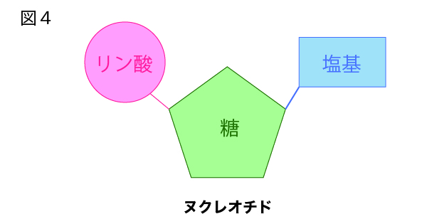 DNAの構造を徹底解説!~塩基の種類から発見の歴史まで~④DNAを構成するヌクレオチドの構造