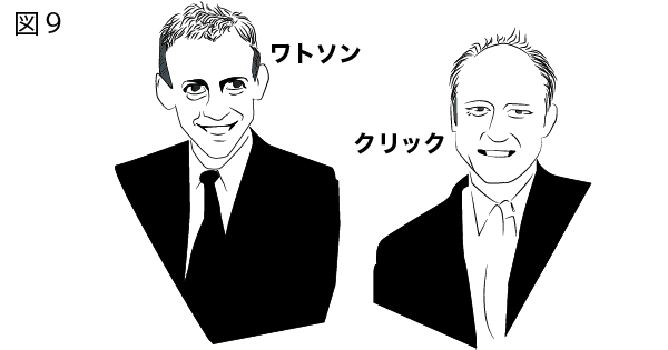 DNAの構造を徹底解説!~塩基の種類から発見の歴史まで~⑨ワトソンとクリックの実験