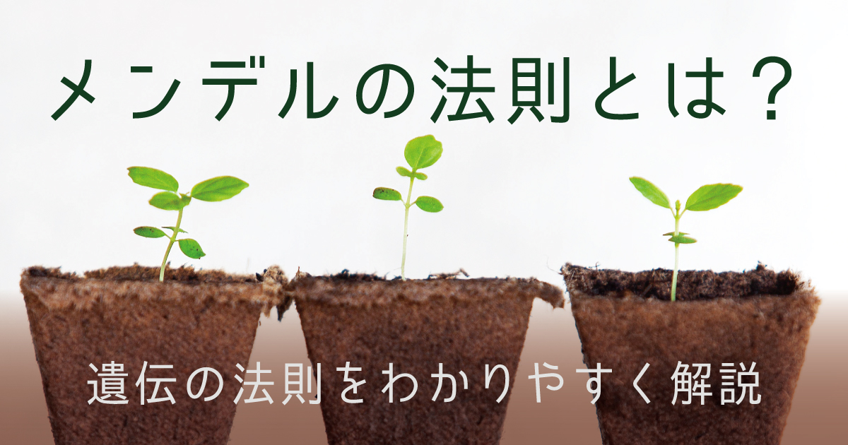 メンデルの法則とは?遺伝の法則をわかりやすく解説