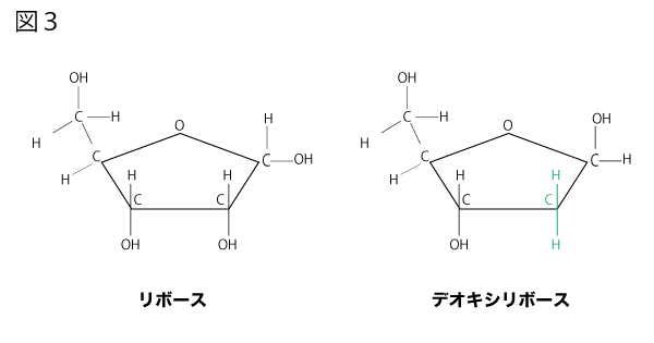 ヌクレオチドのリボースとデオキシリボースの構造図