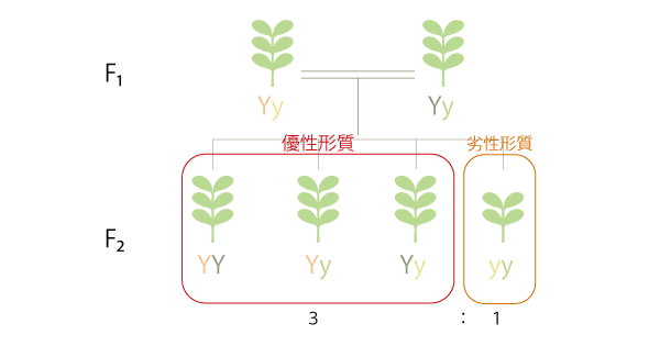 メンデルの法則②分離の法則の実験図