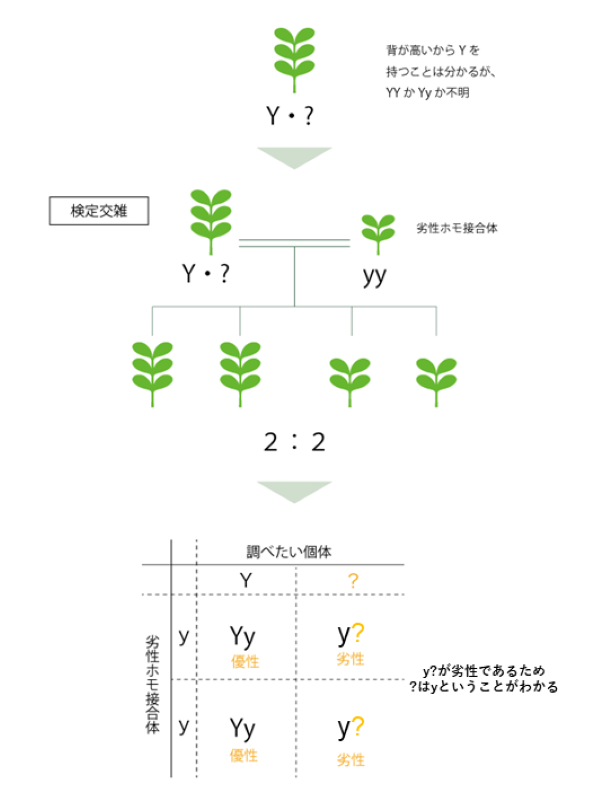 メンデルの法則に基づく検定交雑の図