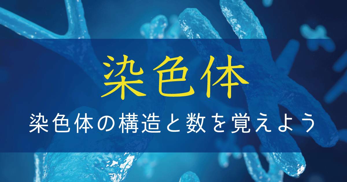 染色体の構造と数を覚えよう【遺伝子の担い手としての染色体】