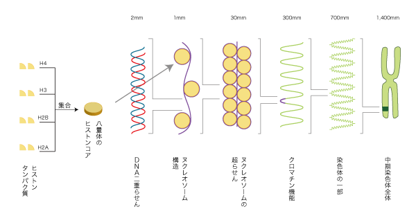 染色体 解説