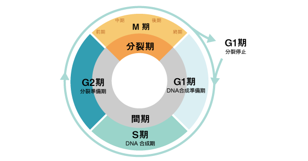 染色体 解説