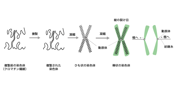細胞分裂 解説