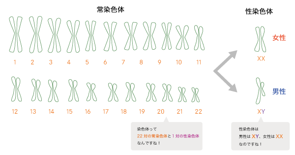 染色体 解説