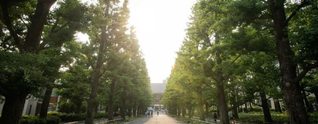 銀杏並木6月