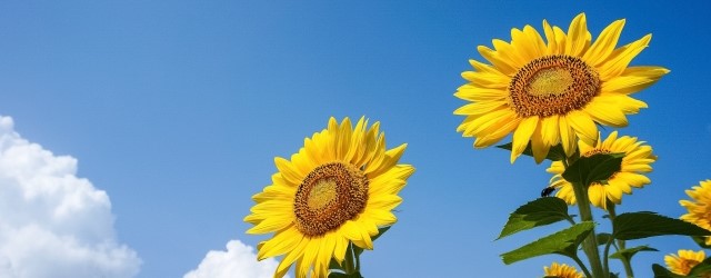 夏休み
