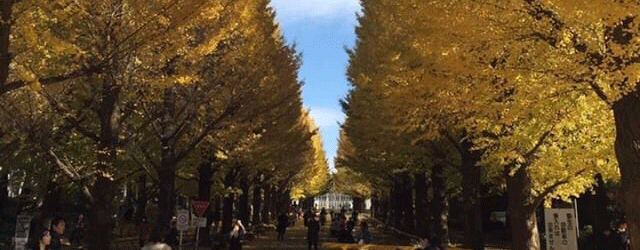 銀杏並木11月