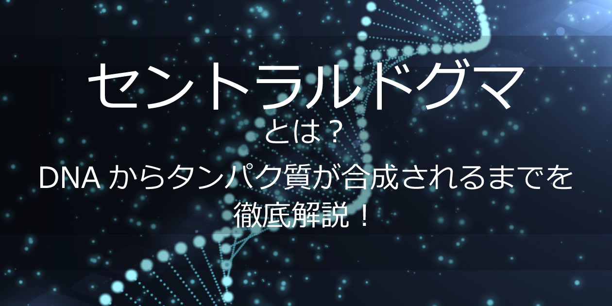 セントラルドグマとは?DNAからタンパク質が合成されるまでを徹底解説!