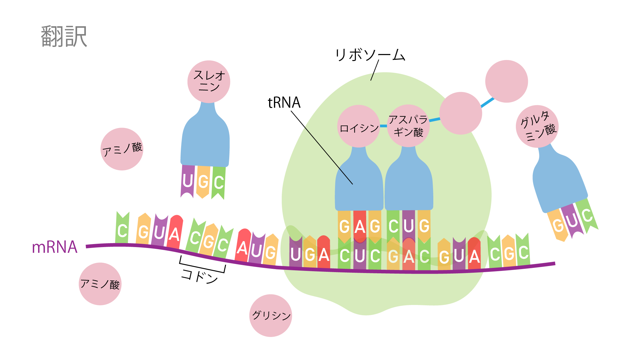 セントラルドグマ⑥翻訳