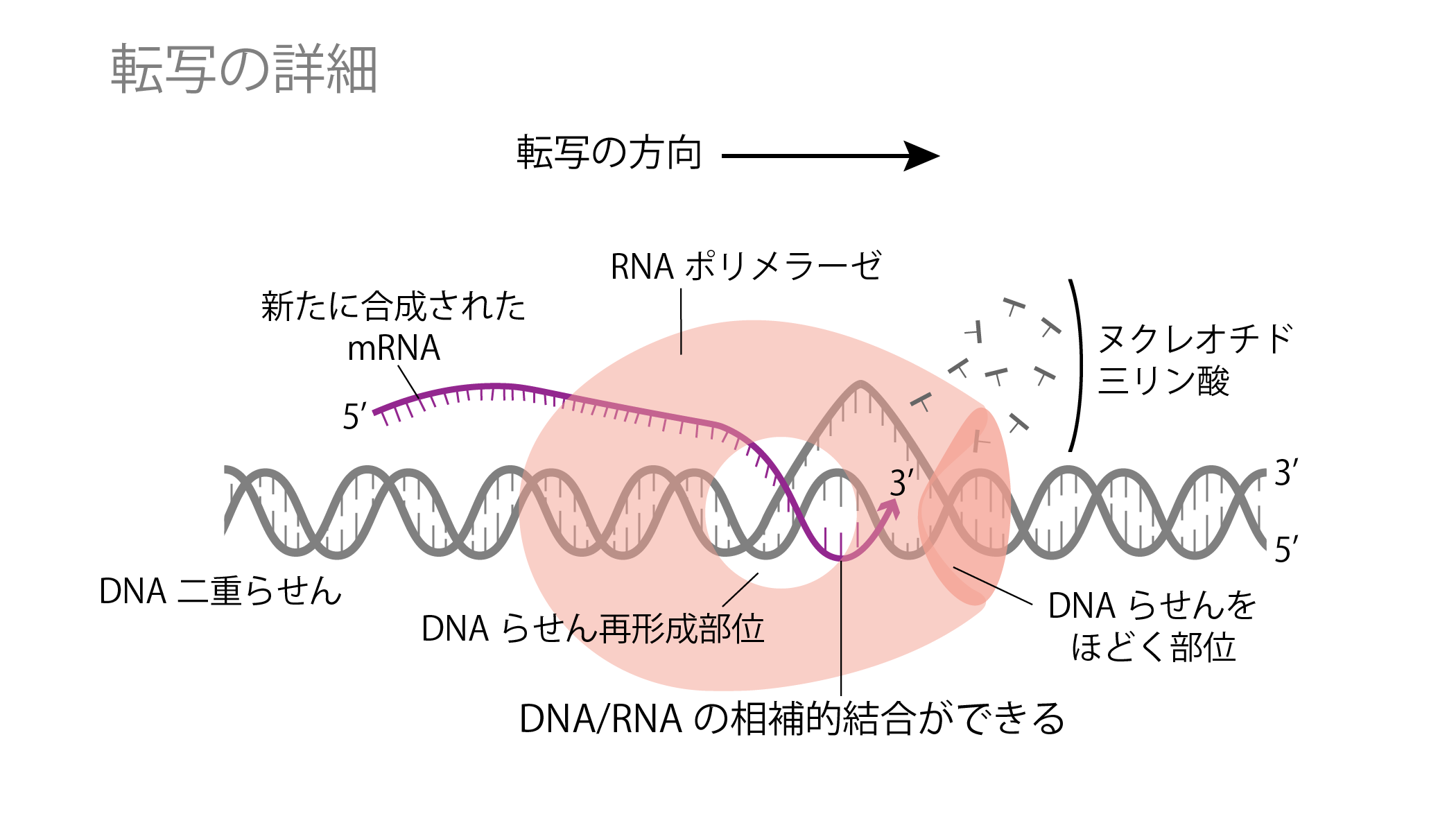 セントラルドグマ④転写の詳細