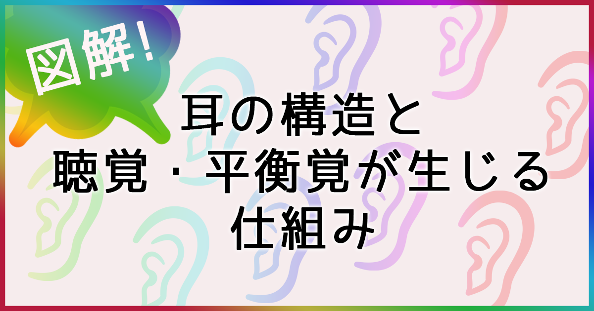 耳の構造と聴覚・平衡覚が生じる仕組みを図とイラストで解説