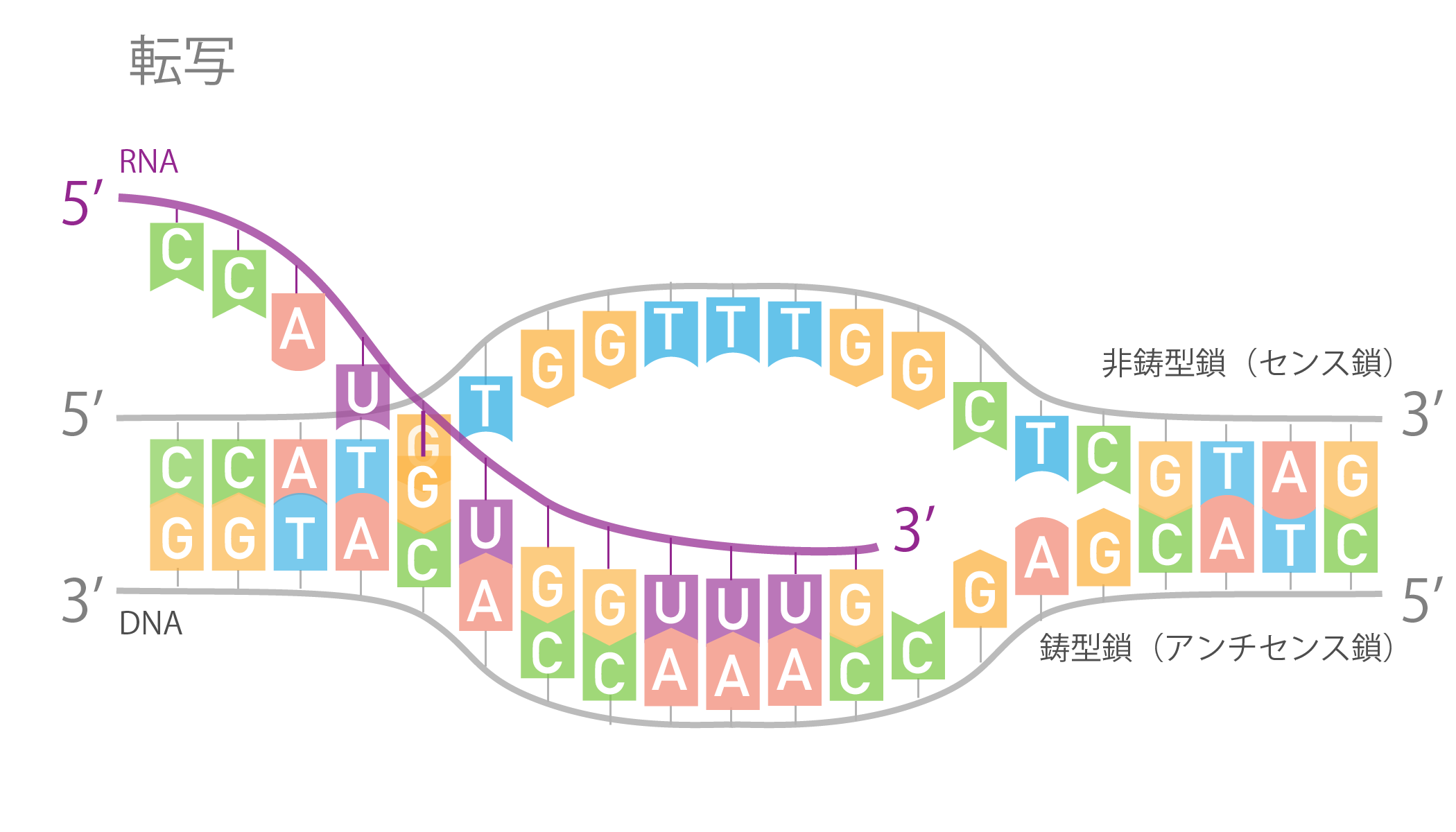 セントラルドグマ③転写RNA