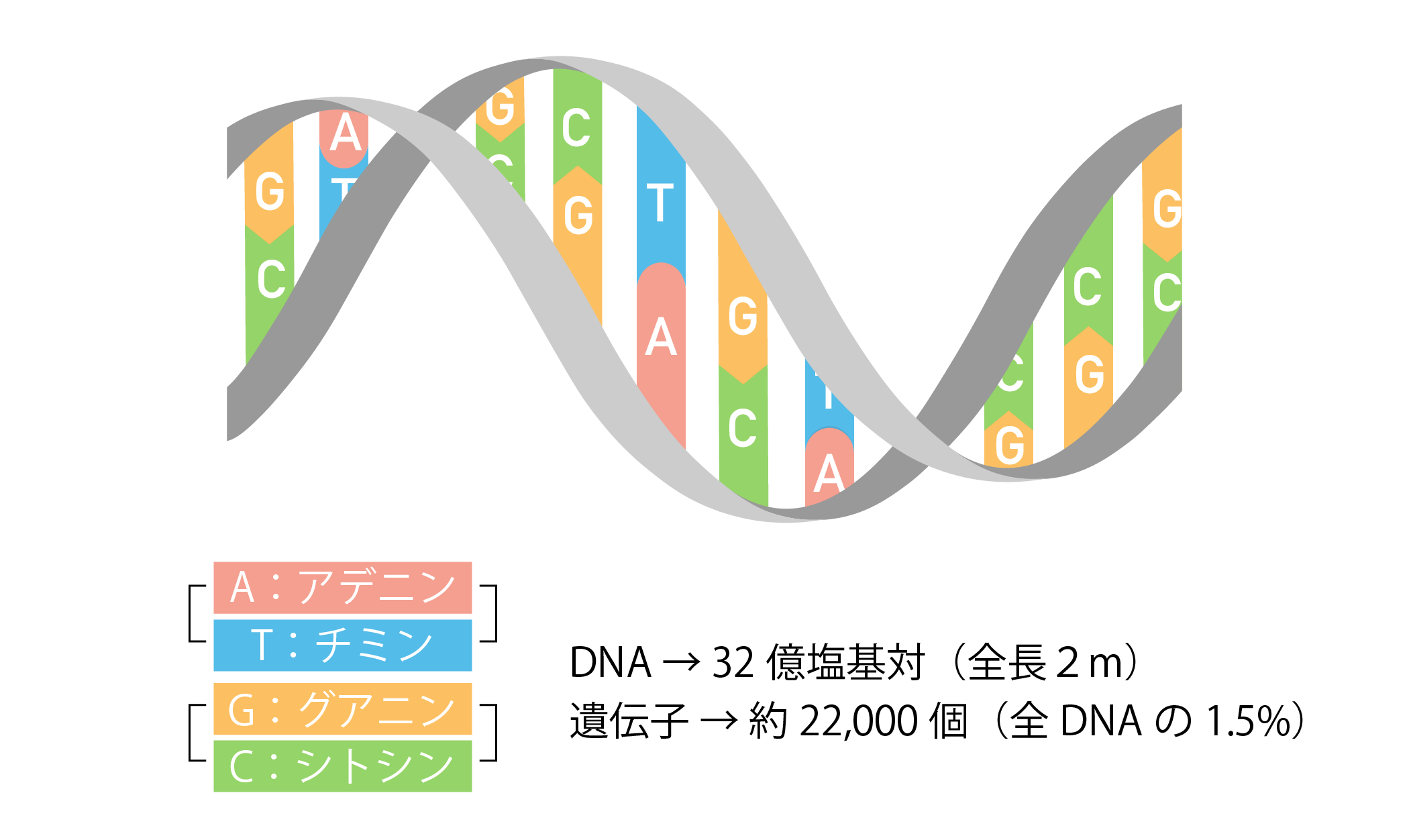セントラルドグマ①DNAの構造