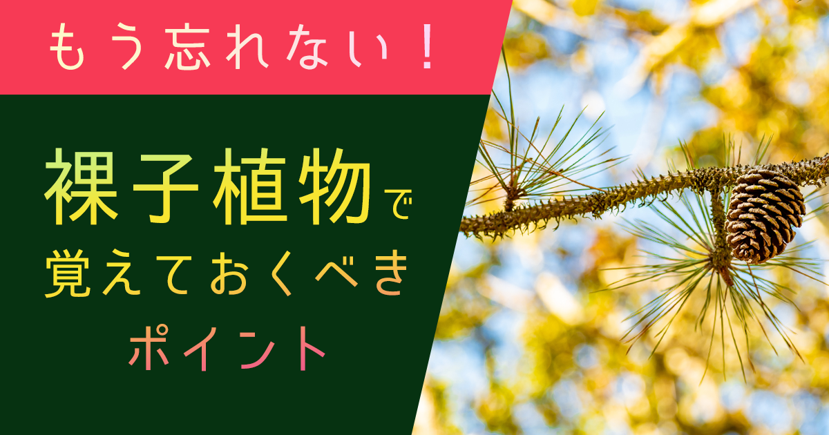 裸子植物で覚えておくべきポイントを解説!特徴・配偶子の構造・被子植物との違い