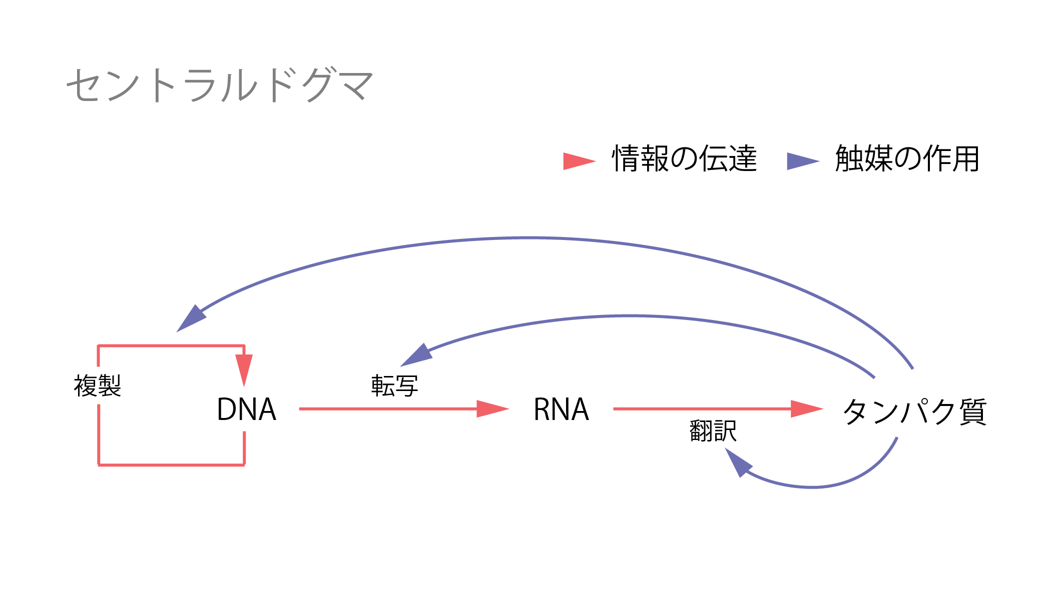 セントラルドグマ②転写と翻訳