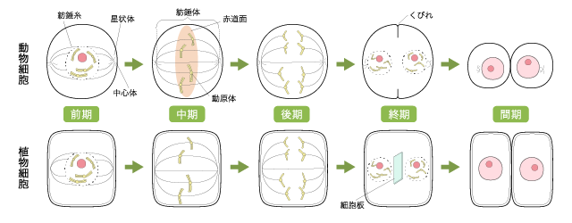 細胞分裂1