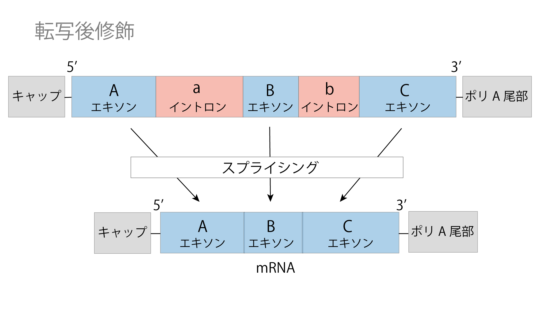 セントラルドグマ⑤スプライシング
