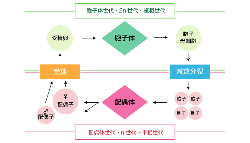 裸子植物と植物の生活環